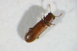 Image of Powderpost beetle