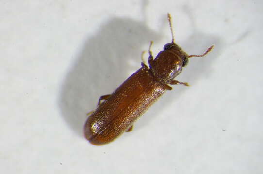 Image of Powderpost beetle