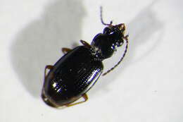 Bembidion (Trepanedoris) doris (Panzer 1796)的圖片