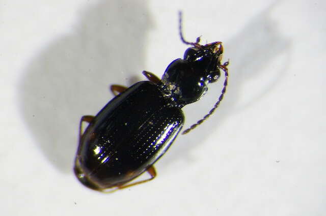 Image of Bembidion (Trepanedoris) doris (Panzer 1796)