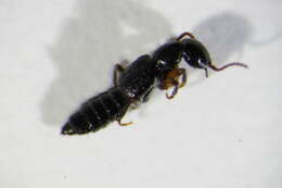 Image of Rugilus (Rugilus) orbiculatus (Paykull 1789)