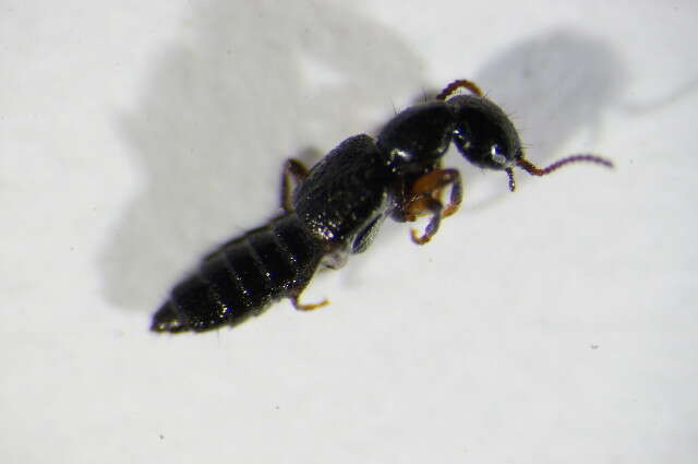 Image of Rugilus (Rugilus) orbiculatus (Paykull 1789)