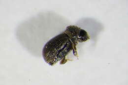 Image of Bast bark beetle