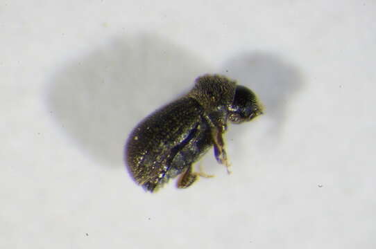 Image of Bast bark beetle