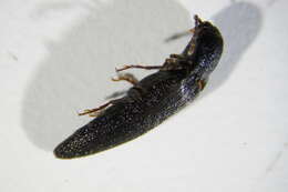 Image of <i>Synaptus filiformis</i>