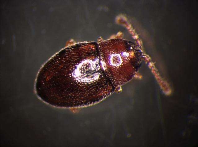 Image of <i>Atomaria basicornis</i>