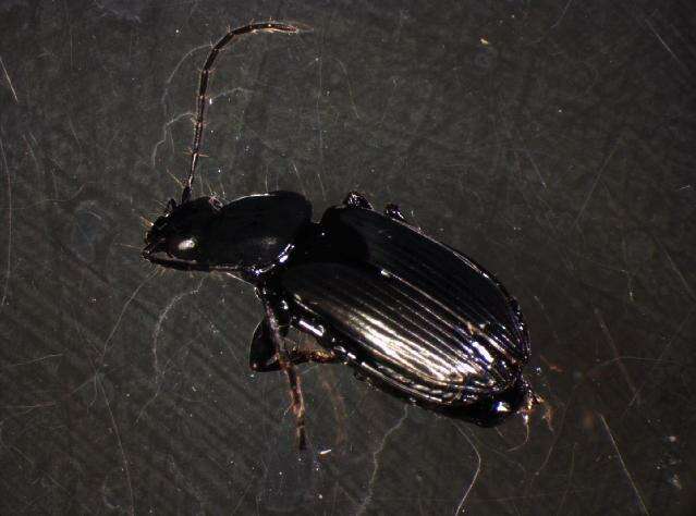 Image of Agonum (Olisares) duftschmidi J. Schmidt 1994