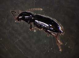 Image of Bembidion (Trepanedoris) doris (Panzer 1796)