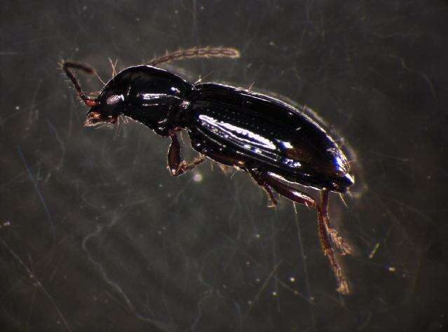 Bembidion (Trepanedoris) doris (Panzer 1796)的圖片