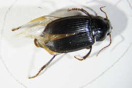 Image of Harpalus calceatus