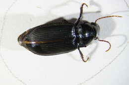 Image of Harpalus calceatus