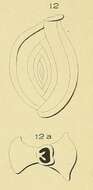 Image of Spiroloculina pulchella d'Orbigny ex Fornasini 1904