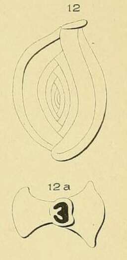 Image of Spiroloculina pulchella d'Orbigny ex Fornasini 1904