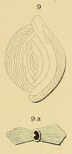 Image of Spiroloculina striata d'Orbigny ex Fischer 1870