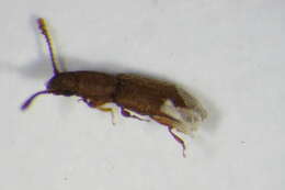 Image of Beetle
