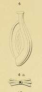 Image of Spiroloculina tricarinata d'Orbigny 1852