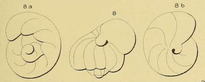 Image of Valvulina gervillei d'Orbigny 1850