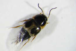 Image of Cilea silphoides (Linnaeus 1767)