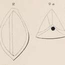 Image of Triloculina angularis d'Orbigny 1850