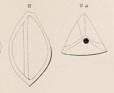 Image of Triloculina angularis d'Orbigny 1850