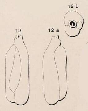 Imagem de Triloculina deformis d'Orbigny ex Guérin-Méneville 1832