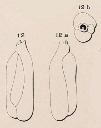 Image of Triloculina deformis d'Orbigny ex Guérin-Méneville 1832