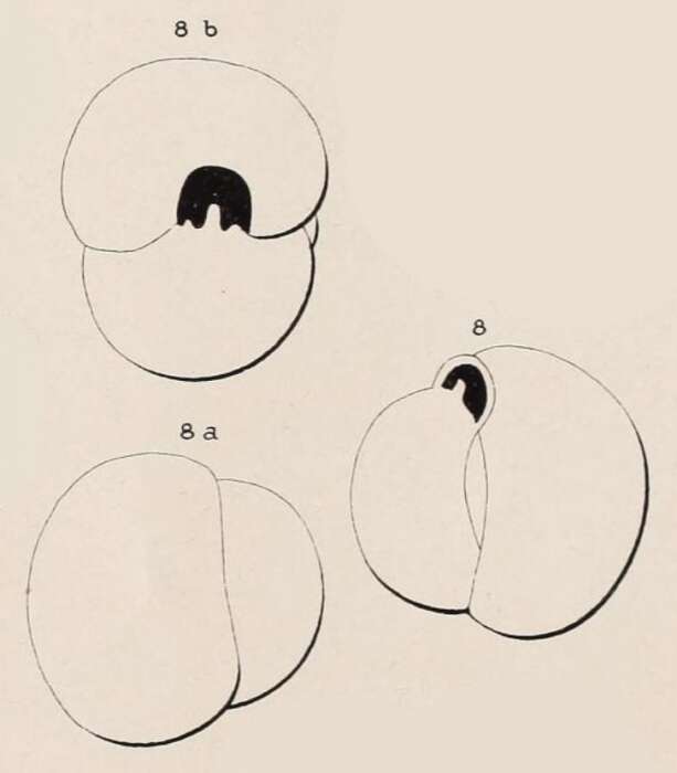 Image of Triloculina flavescens d'Orbigny ex Fornasini 1905