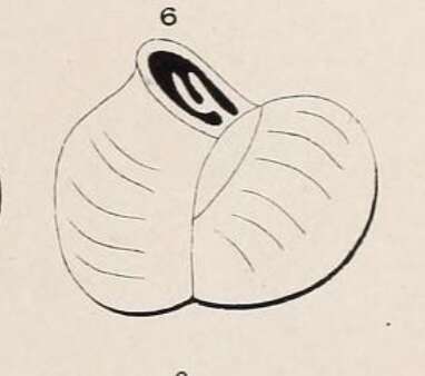 Image of Triloculina inflata d'Orbigny 1826