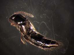 Image of <i>Acrotona amplicollis</i>