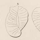 Image of Triloculina inflata d'Orbigny 1826