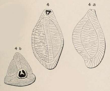 Image of Triloculina maurini d'Orbigny ex Fornasini 1905