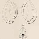 Image of Triloculina tricostata d'Orbigny 1826