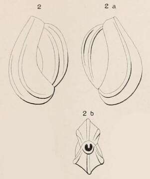 Imagem de Triloculina tricostata d'Orbigny 1826