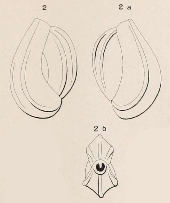 Image of Triloculina tricostata d'Orbigny 1826