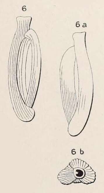 Image of Quinqueloculina costata d'Orbigny ex Terquem 1878