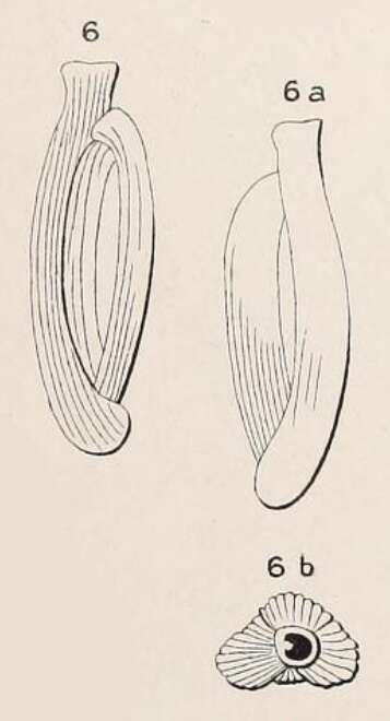 Imagem de Quinqueloculina costata d'Orbigny ex Terquem 1878