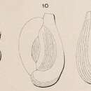 Image de Quinqueloculina disparilis d'Orbigny ex Schlumberger 1893