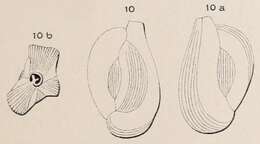 Image of Quinqueloculina disparilis d'Orbigny ex Schlumberger 1893