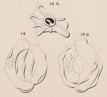 Image of Quinqueloculina irregularis d'Orbigny ex Terquem 1878