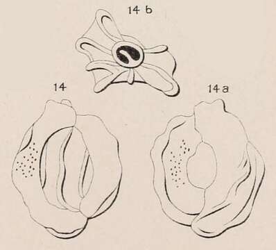 Sivun Quinqueloculina irregularis d'Orbigny ex Terquem 1878 kuva