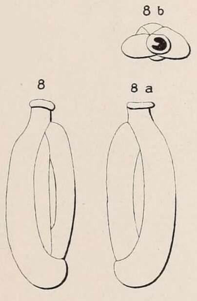Image of Quinqueloculina laevigata Deshayes 1831
