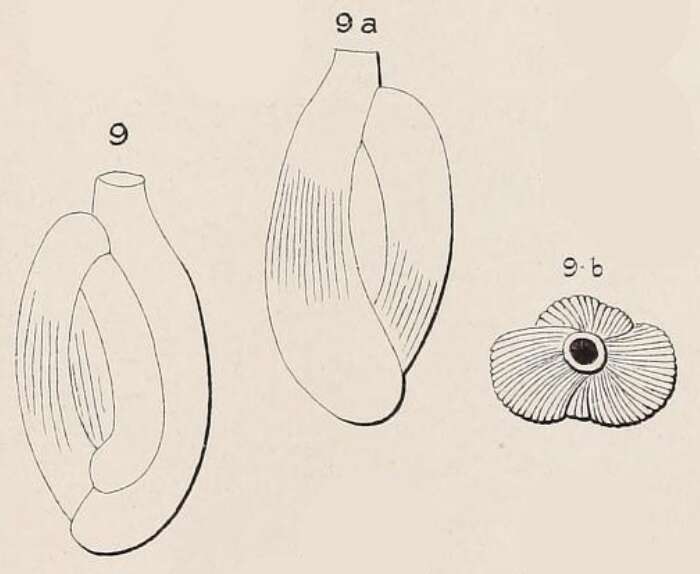 Imagem de Quinqueloculina parisiensis d'Orbigny 1850