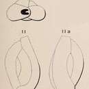 Plancia ëd Quinqueloculina plana d'Orbigny 1850