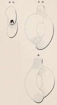 Imagem de Quinqueloculina semistriata d'Orbigny 1850