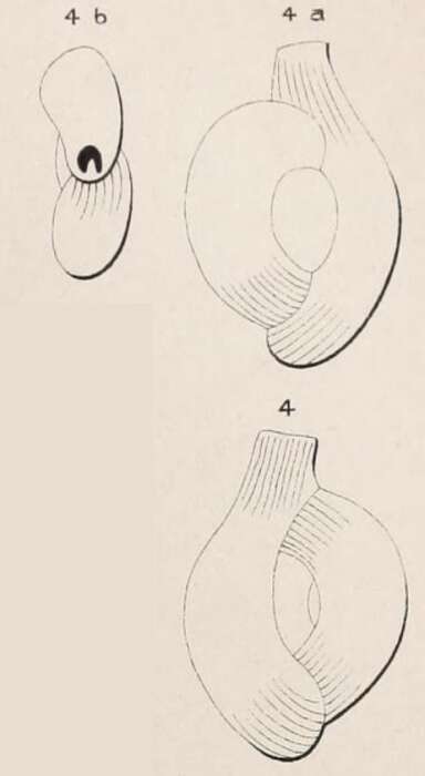 Image de Quinqueloculina semistriata d'Orbigny 1850