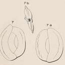 Imagem de Quinqueloculina orbicularis d'Orbigny 1852