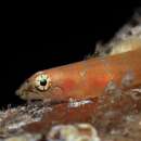 Image de Diplecogaster tonstricula Fricke, Wirtz & Brito 2015