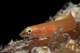 Image of Eastern Atlantic cleaner clingfish