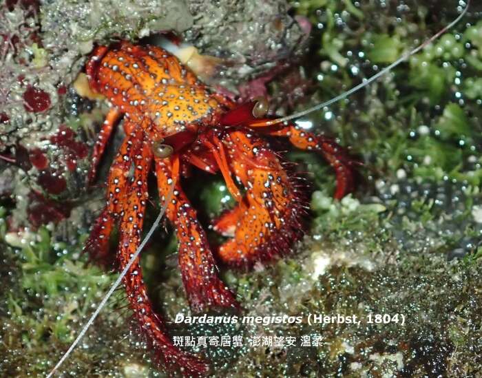 Image of Giant orange hermit crab
