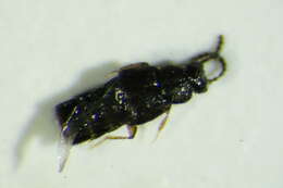 Image of Atheta (Dimetrota) cinnamoptera (Thomson & C. G. 1856)